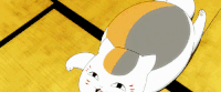 夏目友人帐 小猫 撒娇 打滚