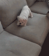 蓝眼睛 惊讶 耸肩