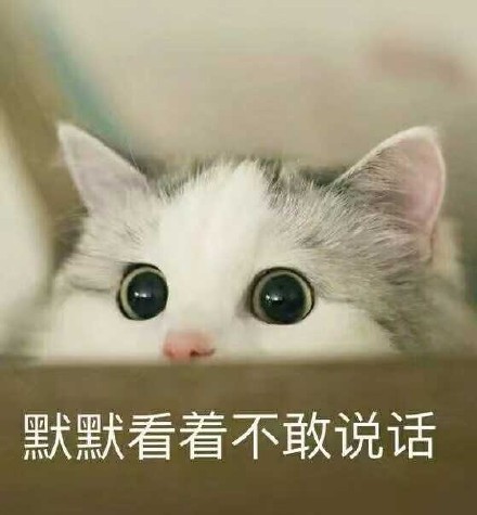 猫咪 可爱 呆萌 斗图 默默看着不敢说话