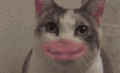 猫 萌宠 搞怪