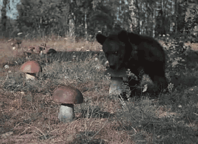 小熊 采蘑菇 厉害 可爱