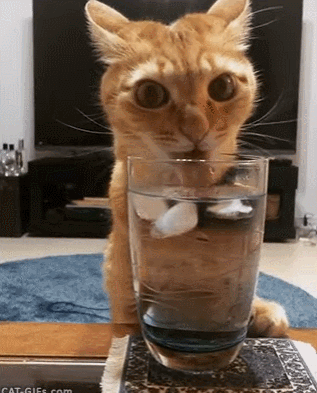 猫咪  喝水  水杯  可爱