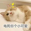 萌宠 猫星人 电死你个小可爱 抛媚眼 呆萌 可爱