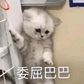 萌宠 猫咪 猫 委屈巴巴 伤心