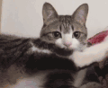 猫咪 可爱 抓狂 欢乐