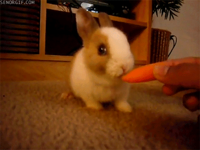 兔子 喂食 咀嚼 胡萝卜 小巧