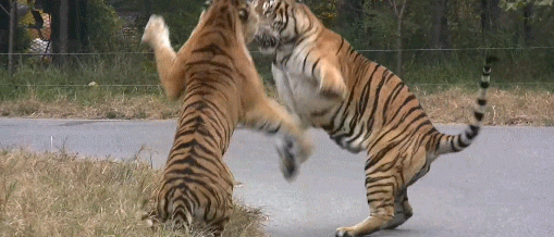 老虎 打架 马路