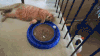 猫咪 无聊 玩球 soogif