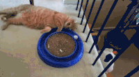 猫咪 无聊 玩球 soogif