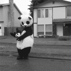 熊猫 门前 跳舞 摆手