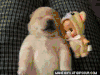 柴犬 喷嚏 蠢萌 治愈 Shiba Inu