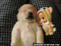 柴犬 喷嚏 蠢萌 治愈 Shiba Inu