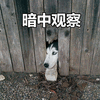 萌宠 狗 汪星人 二哈 哈士奇 暗中观察 搞怪
