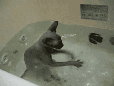 萌宠 狗狗 玩水 游泳