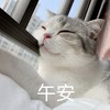 萌宠 猫星人 午安 打招呼 呆萌 可爱
