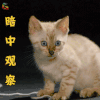 萌宠 猫 猫咪 喵星人 暗中观察 搞怪