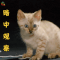 萌宠 猫 猫咪 喵星人 暗中观察 搞怪 soogif soogif出品