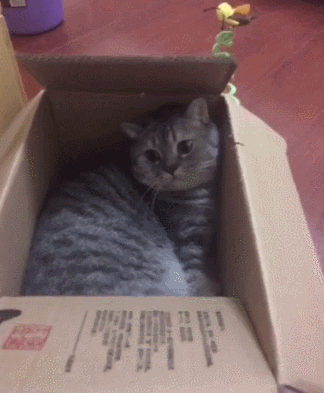 猫咪 纸箱 盖子 合上 地板