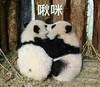 萌宠 熊猫 啾咪 爱你 呆萌 可爱