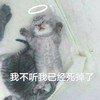 猫咪 可爱 呆萌 斗图 搞笑 我不听 我已经死掉了