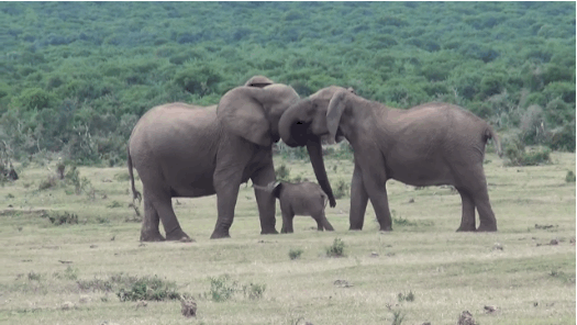 大象 一家人 温馨 有爱 动物 亲情