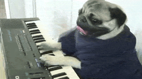 哈巴狗 pug 可爱 弹钢琴