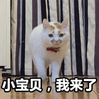 猫咪 小宝贝 我来了 帅气