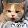 萌宠 猫星人 太真实了 搞怪 逗