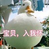 萌宠 鸭子 宝贝 入我怀 邀请 呆萌 可爱