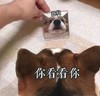 萌宠 汪星人 你看看你 嫌弃 呆萌 可爱