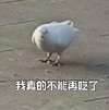 萌宠 鸽子 我真的不能再吃了 无奈 呆萌 可爱