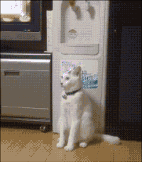猫咪 站立 魔性 成精了