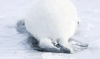 小海狮 游泳 萌 可爱 白色 治愈 雪地