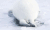 小海狮 游泳 萌 可爱 白色 治愈 雪地