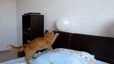 猫咪 气球 搞笑
