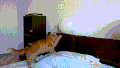 猫咪 气球 搞笑