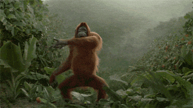 猴子 跳舞 山谷 丛林