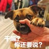 萌宠 汪星人 干嘛 你还要说 呆萌 可爱