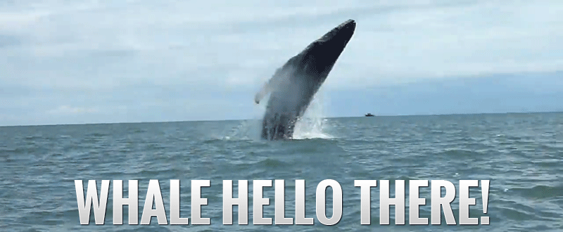 哈罗 大海 欢迎你 鲸鱼