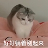 萌宠 喵星人 好好躺着别起来 好好休息 温柔 可爱