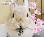 小兔叽 可爱 吃东西 我吃草都胖