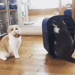 猫咪 地板 玩耍 转头