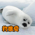 豹难受 伤心 难过