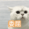 萌宠 猫星人 委屈 可怜 呆萌 可爱