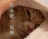 萌宠 猫星人 快来吧一起睡 邀请 呆萌 可爱