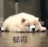 萌宠 汪星人 郁闷 难受 呆萌 可爱