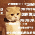 想你 猫 emmmm