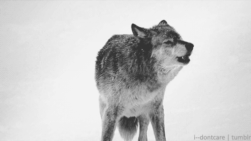 狼 下雪 大叫 孤独