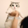 萌宠 猫星人 我起飞了 开心 搞怪 逗