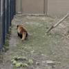 干脆面 小浣熊 扭屁股 萌 可爱 跳舞
